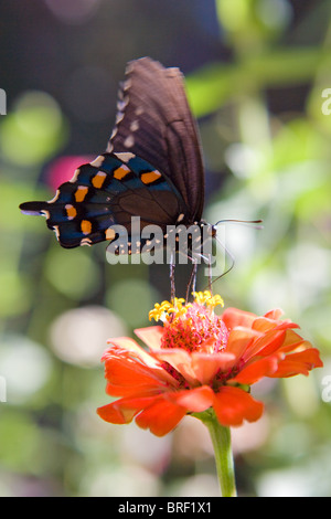 Blu, nero e arancione farfalla con bianco e nero corpo maculato poggiante su una zinnia fiore, bevendo il nettare Foto Stock