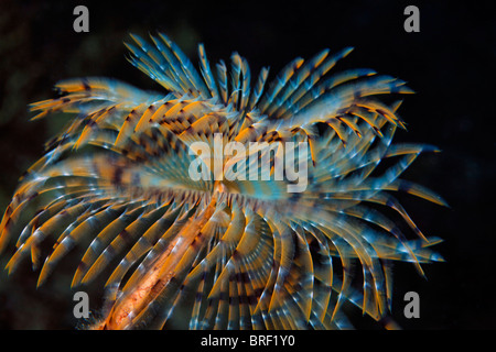 Ventola europea Worm (Sabella spallanzanii), corona di tentacoli, Cipro, Asia, Mare Mediterraneo Foto Stock