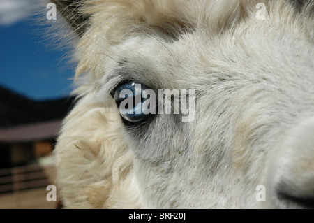 Alpaca a Vittoria Ranch, Mora, Nuovo Messico. Vittoria Ranch è il più grande ranch alpaca nel sud-ovest di noi Foto Stock