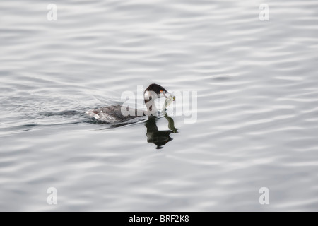 Eared Grebe (Podiceps nigricollis) con il pesce in bocca Foto Stock