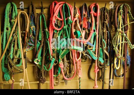 Multi-colore halters cavallo appeso sulla bulletta della parete della camera. Foto Stock