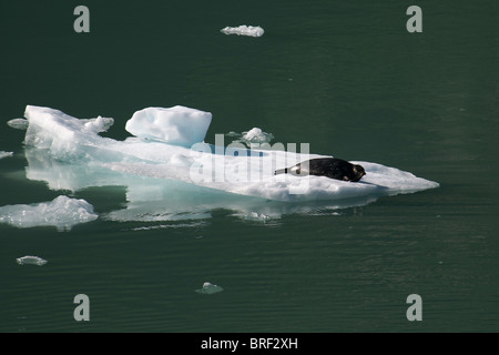 La guarnizione sul ghiaccio galleggiante Tracy Arm Fjord passaggio interno Alaska USA Foto Stock