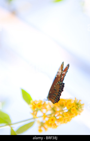 Immagine da sogno di una farfalla monarca di bere da un giallo butterfly bush, Southwestern USA Foto Stock