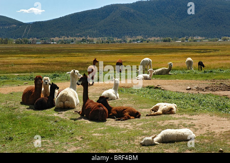 Alpaca a Vittoria Ranch, Mora, Nuovo Messico. Vittoria Ranch è il più grande ranch alpaca nel sud-ovest di noi Foto Stock