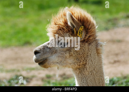 Alpaca a Vittoria Ranch, Mora, Nuovo Messico. Vittoria Ranch è il più grande ranch alpaca nel sud-ovest di noi Foto Stock