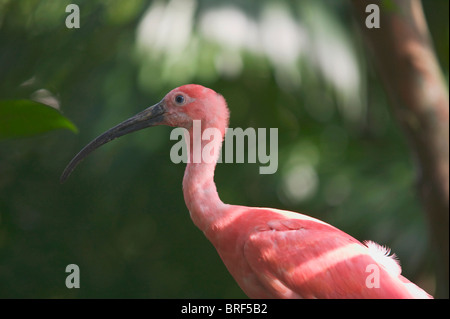 Sud America, Brasile, Maranhao, Close-up di Scarlet Ibis Foto Stock
