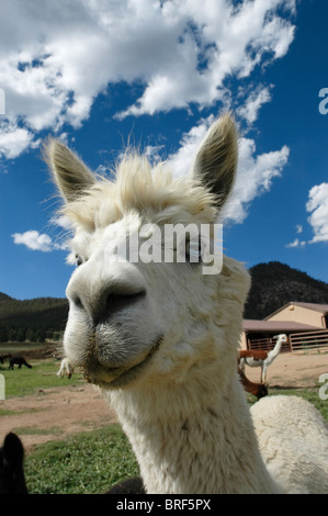 Alpaca a Vittoria Ranch, Mora, Nuovo Messico. Vittoria Ranch è il più grande ranch alpaca nel sud-ovest di noi Foto Stock