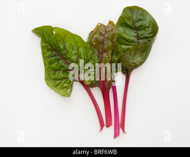 Rosso rubino di foglie di bietole su sfondo bianco Foto Stock