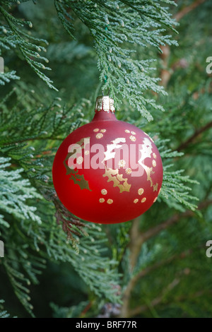 Rosso natale Pallina appesa in un autentico Albero di natale Foto Stock