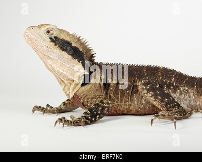 Acqua australiano dragon (Physignathus lesueurii) contro uno sfondo bianco, close-up Foto Stock