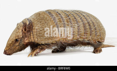 Sei-nastrare armadillo Euphractus sexcinctus Foto Stock