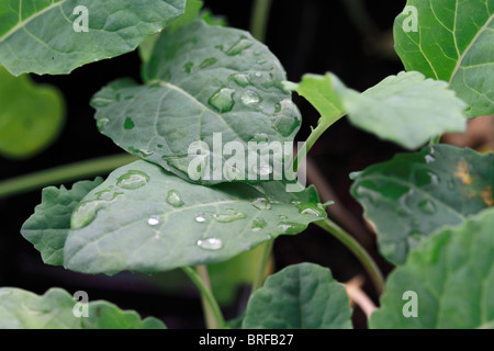 Nero cavolo nero Brassica oleracea Acephala Gruppo. Foto Stock