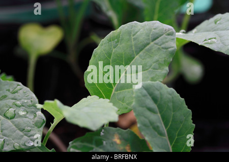 Nero cavolo nero Brassica oleracea Acephala Gruppo. Foto Stock