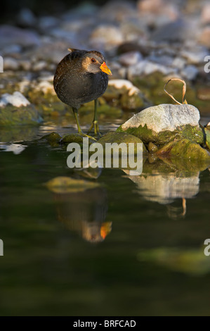 Voltolino Porzana porzana Tüpfelralle Foto Stock