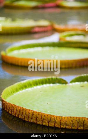 Stagno del Giglio Foto Stock
