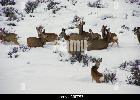 Mule Deer mandria nella neve profonda, nella Cordillera, Colorado Foto Stock