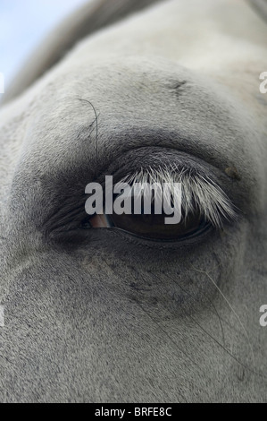 Occhio di Lusitano Foto Stock