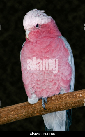 Galah (eolophus roseicapilla) Foto Stock