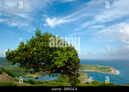 Indian Creek punto , Antigua, West Indies, dei Caraibi e America centrale Foto Stock