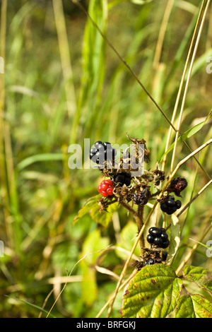 La maturazione di more essendo prelevato dal wild siepe. Foto Stock