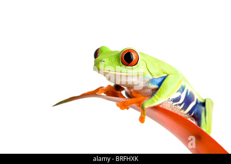 Rana su una foglia isolato su bianco, un rosso-eyed raganella (Agalychnis callidryas) appollaiato sulla foglia di un guzmania, primo piano. Foto Stock