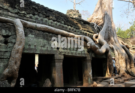 Albero rots che crescono in eccesso del complesso del tempio di Ta Prohm, tempio, Angkor, Cambogia Foto Stock