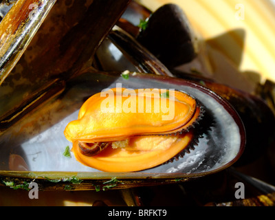 Close-up di cozze cotte Foto Stock