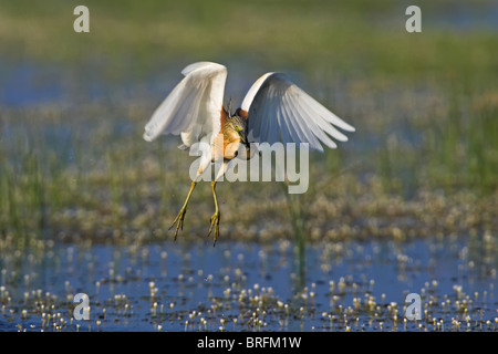 Sgarza ciuffetto Ardeola ralloides Foto Stock