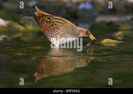 Voltolino Porzana porzana Tüpfelralle Foto Stock