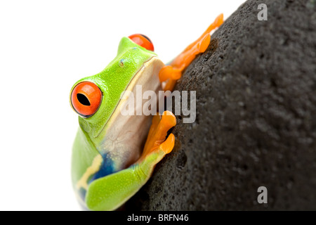 Red-eyed raganella (agalychnis callidryas) su una roccia, closeup isolato su bianco, concentrarsi sull'occhio Foto Stock