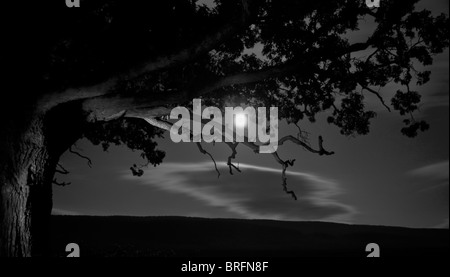 Una fotografia in bianco e nero scattata di notte. Immagine del cielo chiaro di luna piena, e una grande quercia in una fattoria. Foto Stock