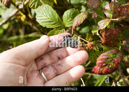 La maturazione di more essendo prelevato dal wild siepe. Foto Stock