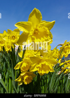 Giunchiglie in primavera Foto Stock