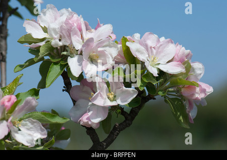 Apple domestico (malus domestica), fioritura ramoscello. Foto Stock