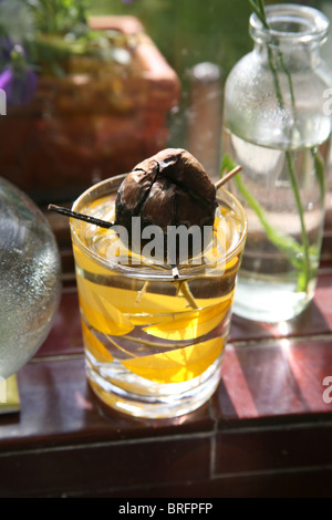 Pietra di Avocado germinare in un bicchiere di acqua su un davanzale della finestra Foto Stock