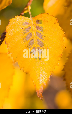 Foglie di autunno di Betula utilis var. jacquemontii Grayswood 'fantasma' Foto Stock