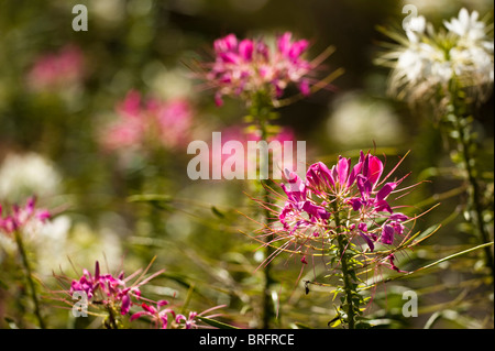 Fiore di ragno, Cleome hassleriana 'Rosa Queen', in fiore Foto Stock