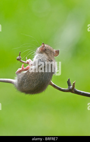 Un intraprendente giovane ratto visualizza tutte le competenze di un Acrobat mentre si arrampica su un ramo per raggiungere il cibo su una tabella di uccelli. Foto Stock