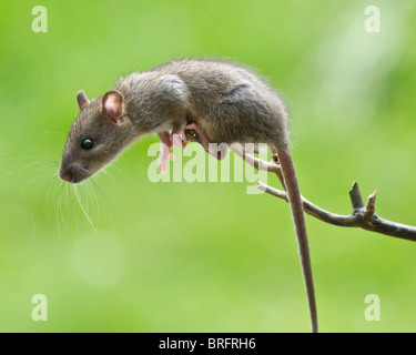 Un intraprendente giovane ratto visualizza tutte le competenze di un Acrobat mentre si arrampica su un ramo per raggiungere il cibo su una tabella di uccelli. Foto Stock