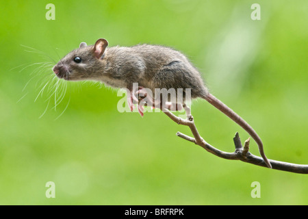 Un intraprendente giovane ratto visualizza tutte le competenze di un Acrobat mentre si arrampica su un ramo per raggiungere il cibo su una tabella di uccelli. Foto Stock