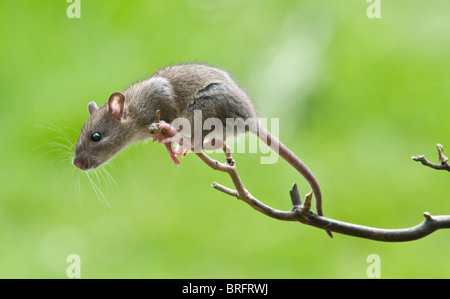 Un intraprendente giovane ratto visualizza tutte le competenze di un Acrobat mentre si arrampica su un ramo per raggiungere il cibo su una tabella di uccelli. Foto Stock