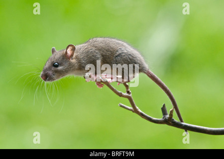 Un intraprendente giovane ratto visualizza tutte le competenze di un Acrobat mentre si arrampica su un ramo per raggiungere il cibo su una tabella di uccelli. Foto Stock