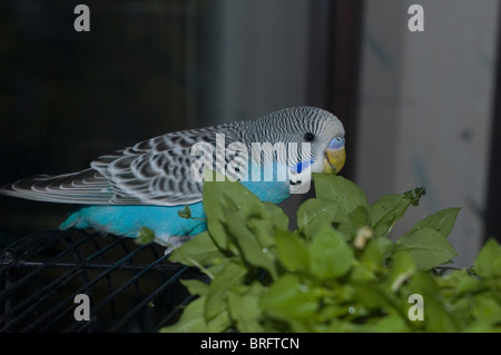 Budgie Foto Stock