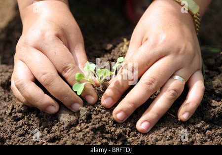 Mani tenendo una piantina essendo piantato nel ricco suolo nero. Foto Stock