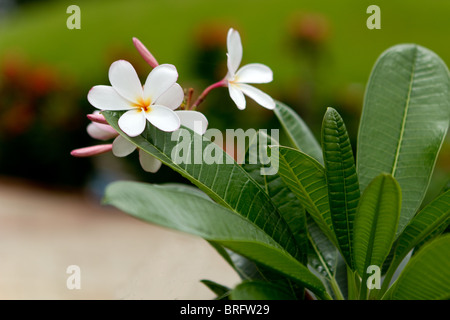 White plumeria o frangipani fiori in un giardino Foto Stock