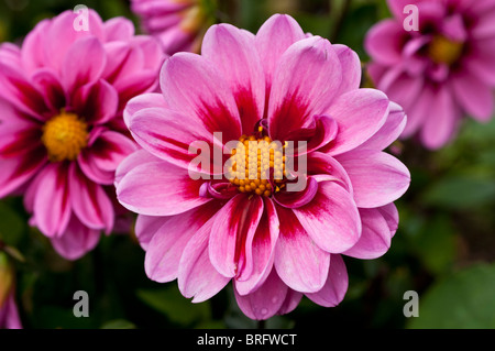 Dalia AMAZONE Foto Stock