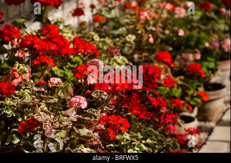 Pelargoniums zonale, Gerani, crescendo al Lost Gardens of Heligan in Cornwall, Regno Unito Foto Stock