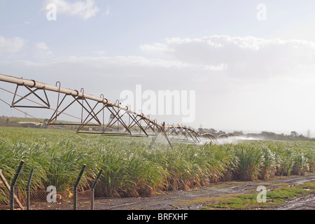 Irrigazione dei campi di canna da zucchero sull'isola tropicale di Mauritius. Foto Stock