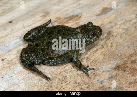 Unione Fire-panciuto Toad (Bombina bombina) su legno. Foto Stock