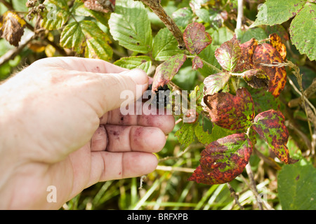 La maturazione di more essendo prelevato dal wild siepe. Foto Stock